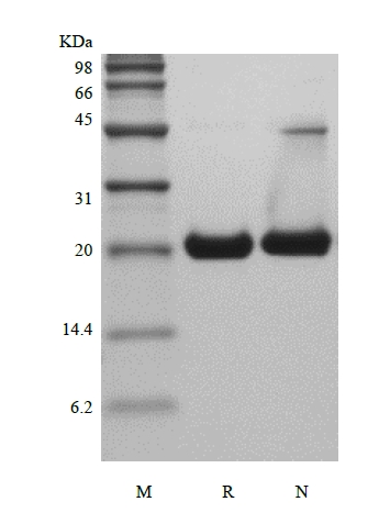 SDS-PAGE of Recombinant Murine Sonic Hedgehog