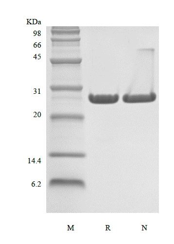 SDS-PAGE of Recombinant Murine B-cell Lymphoma-extra Large