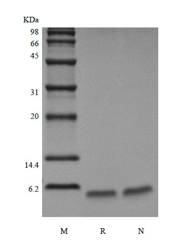 SDS-PAGE of Recombinant Exendin-4