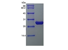 SDS-PAGE of Recombinant Enhanced Green Fluorecence Protein