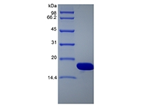 SDS-PAGE of Recombinant Single-stranded DNA Binding Protein
