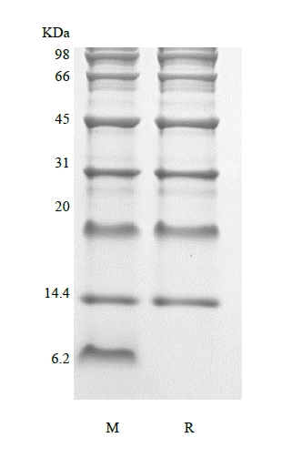 SDS-PAGE of Protein Marker