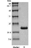 SDS-PAGE of Recombinant Human Interleukin-1 alpha GMP