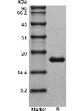 SDS-PAGE of Recombinant Human Interleukin-1 beta GMP