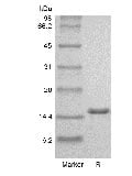 SDS-PAGE of Recombinant Human Interleukin-2 GMP