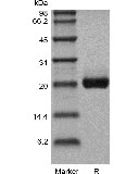 SDS-PAGE of Recombinant Human Interleukin-6 GMP