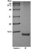 SDS-PAGE of Recombinant Human Interleukin-15 GMP