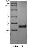 SDS-PAGE of Recombinant Human Interleukin-21 GMP