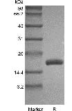 SDS-PAGE of Recombinant Human Fms-related Tyrosine Kinase 3 Ligand GMP