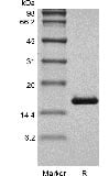 SDS-PAGE of Recombinant Human Basic Fibroblast Growth Factor GMP